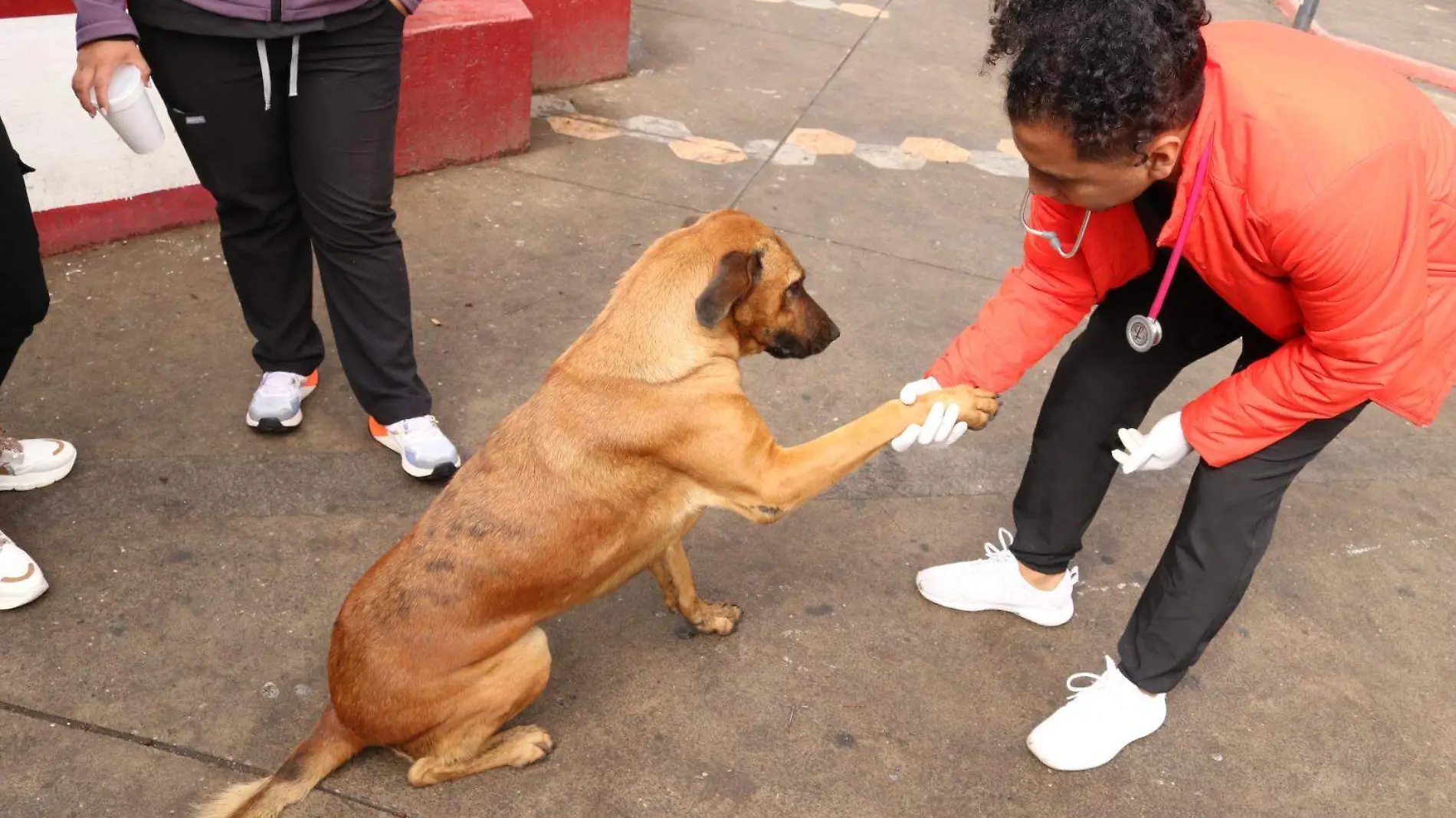 perrito milpa alta CORTESIA